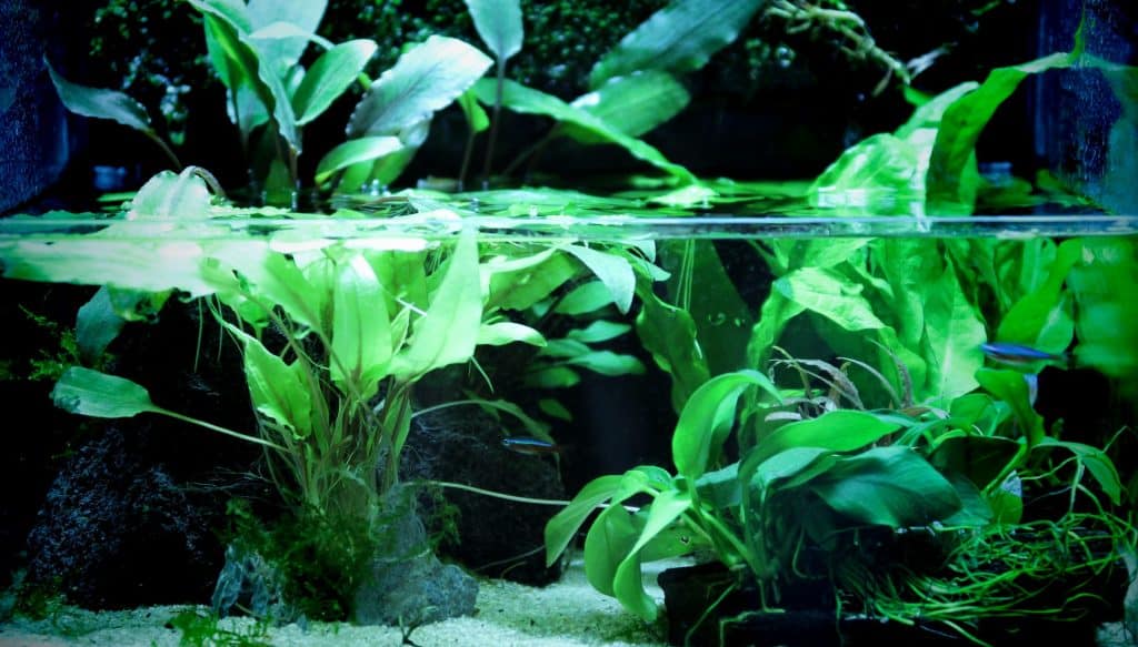 planted aquarium