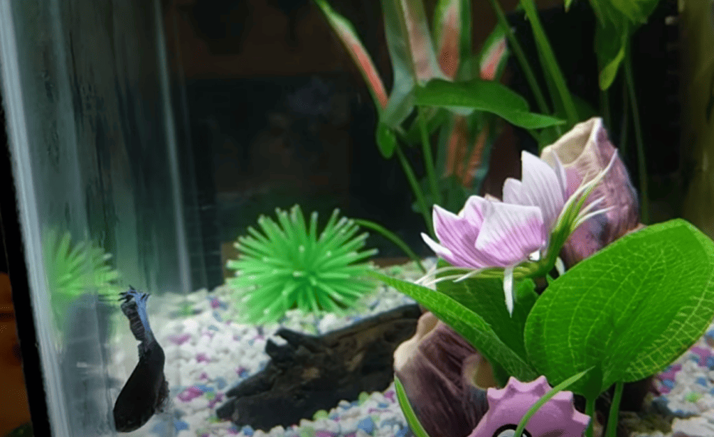 why is my fish glass surfing