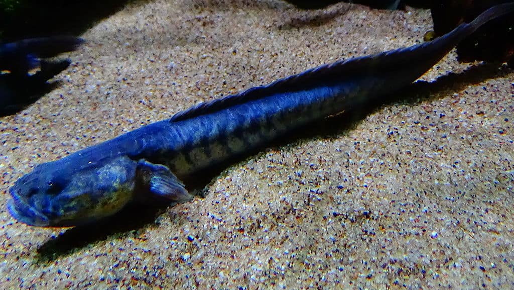 Dragon Goby