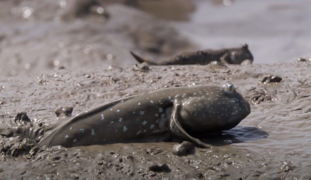 Indian mudskippers