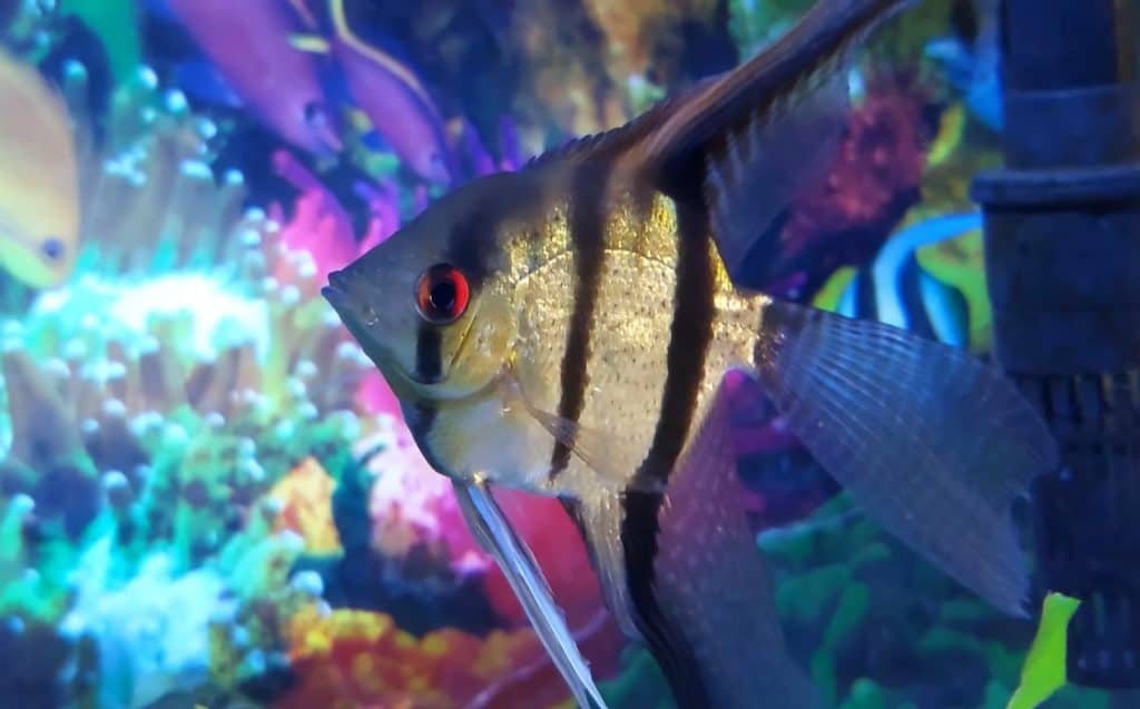 silver angelfish 
