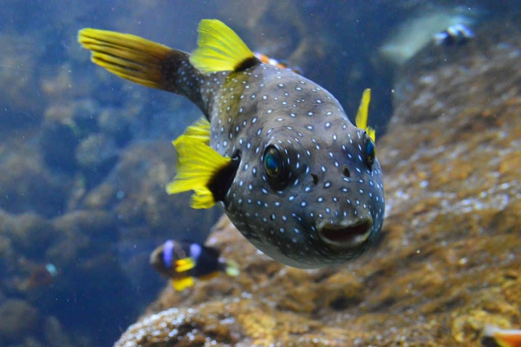 White-Spotted Puffer