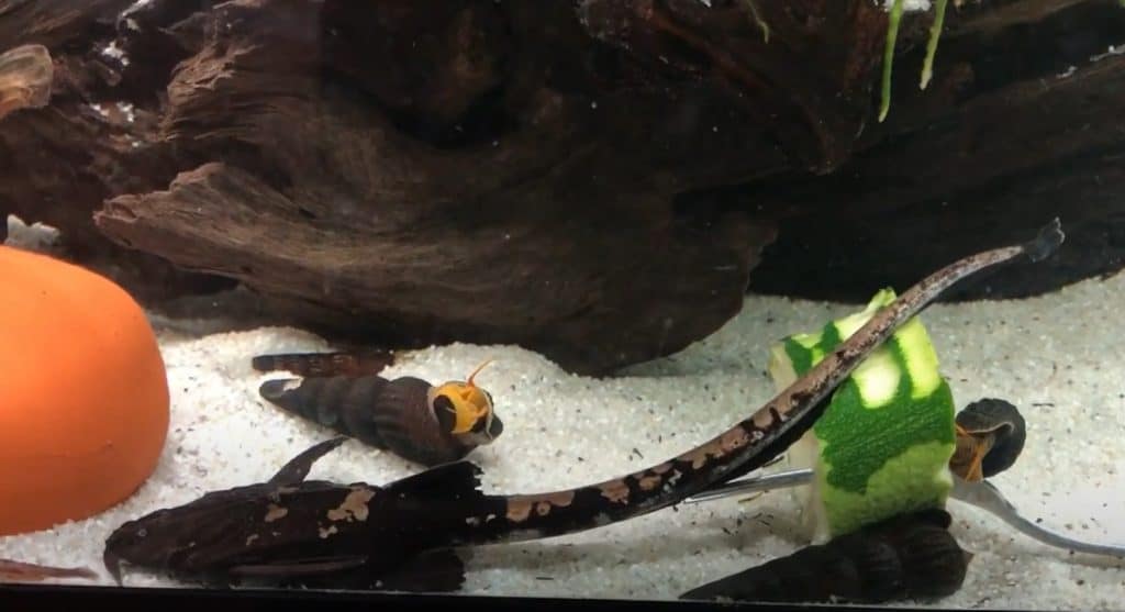 banded banjo catfish