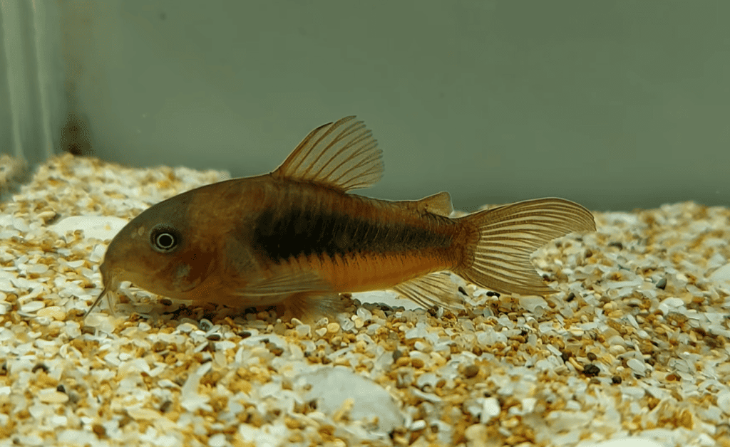 bronze corydoras