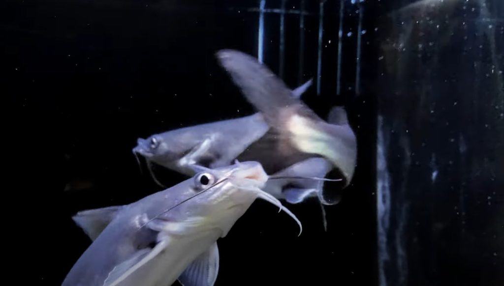 colombian shark catfish