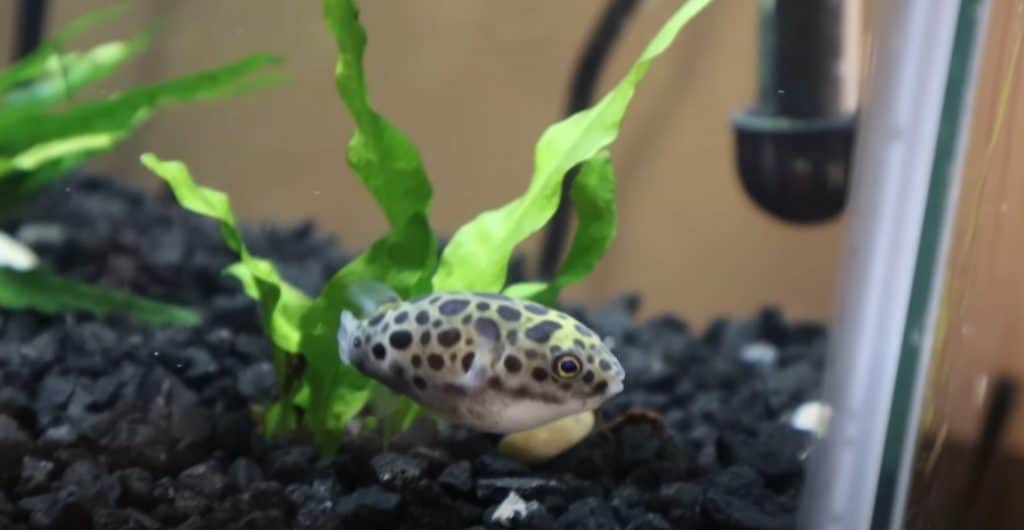 green spotted pufferfish