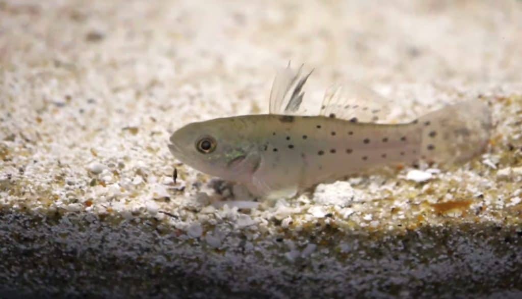knight goby