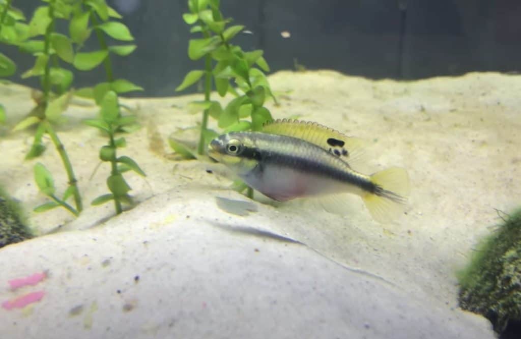 kribensis cichlids