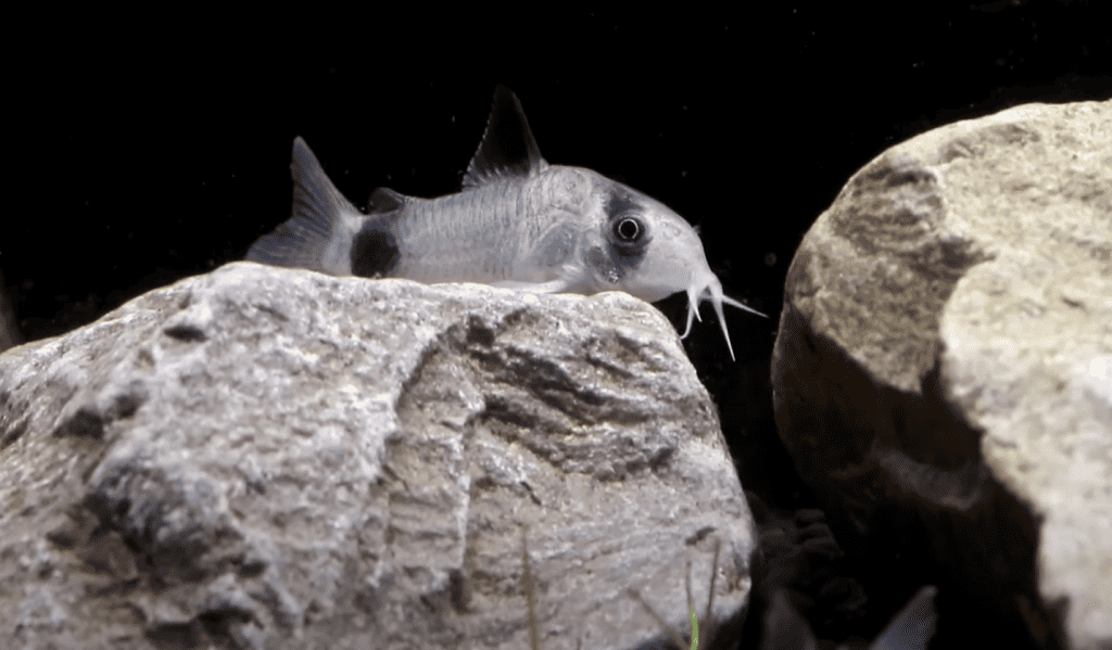 panda corydoras